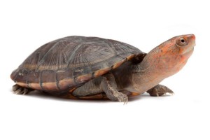 Kinosternon scorpioides cruentatum